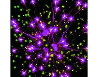 Р7471 Зорро "Zorro" Батареи салютов до 25 залпов 